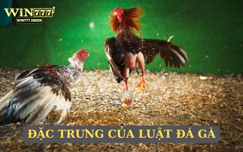 Đặc trưng của luật thi đấu chiến kê
