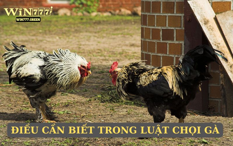 Nắm rõ luật và những lưu ý cần biết
