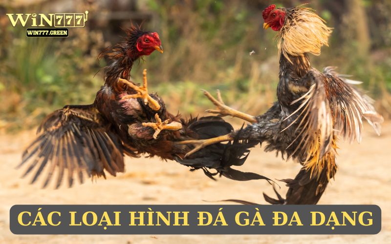 Nhiều loại hình đấu kê hấp dẫn
