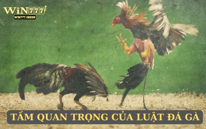 Tầm quan trọng của luật đá gà
